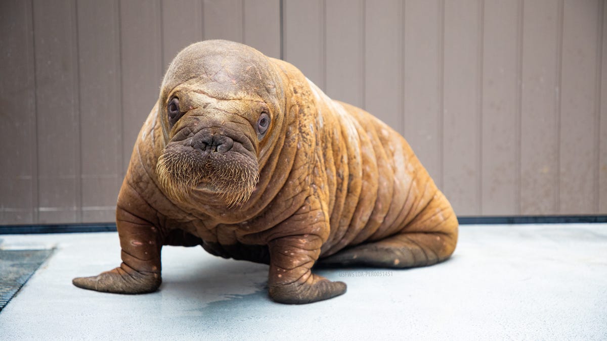 Watch as abandoned baby walrus gets second chance at life, round-the-clock care