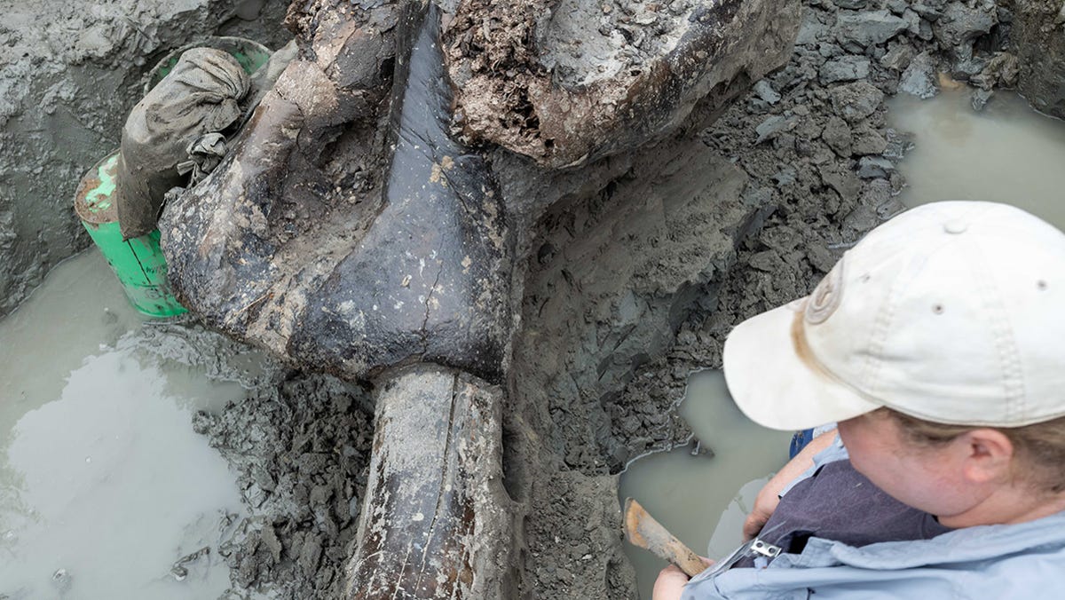 Archaeologists find mastodon skull in Iowa, search for evidence it interacted with humans