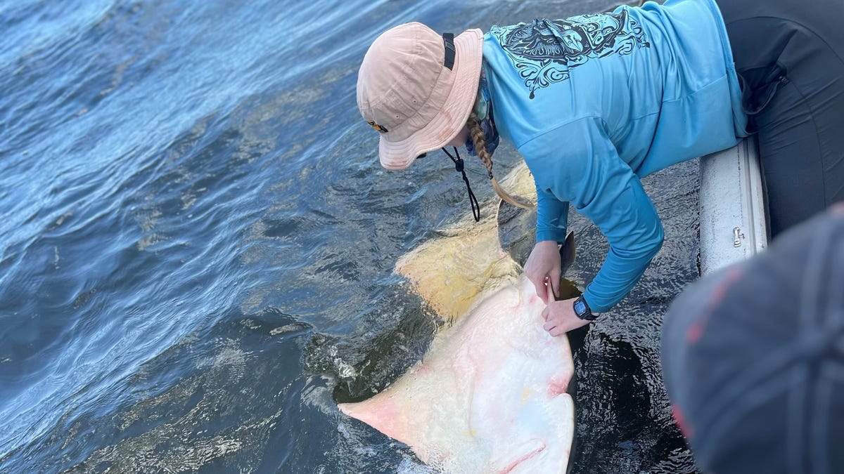 ‘Prehistoric’ relative of sharks struggle to make a comeback near Florida