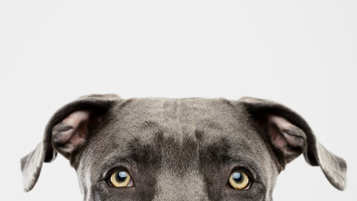 Can dogs see color? The truth behind your pet’s eyesight.