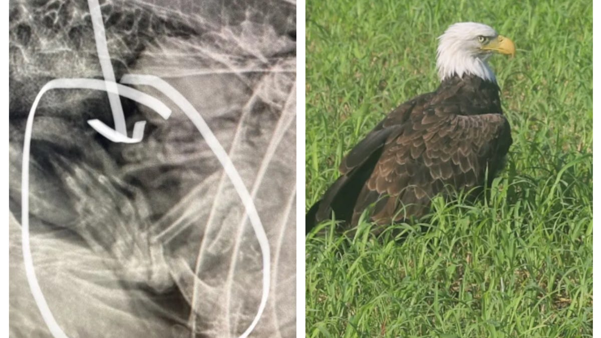 Officials thought this bald eagle was injured. It was actually just ‘too fat to fly’.