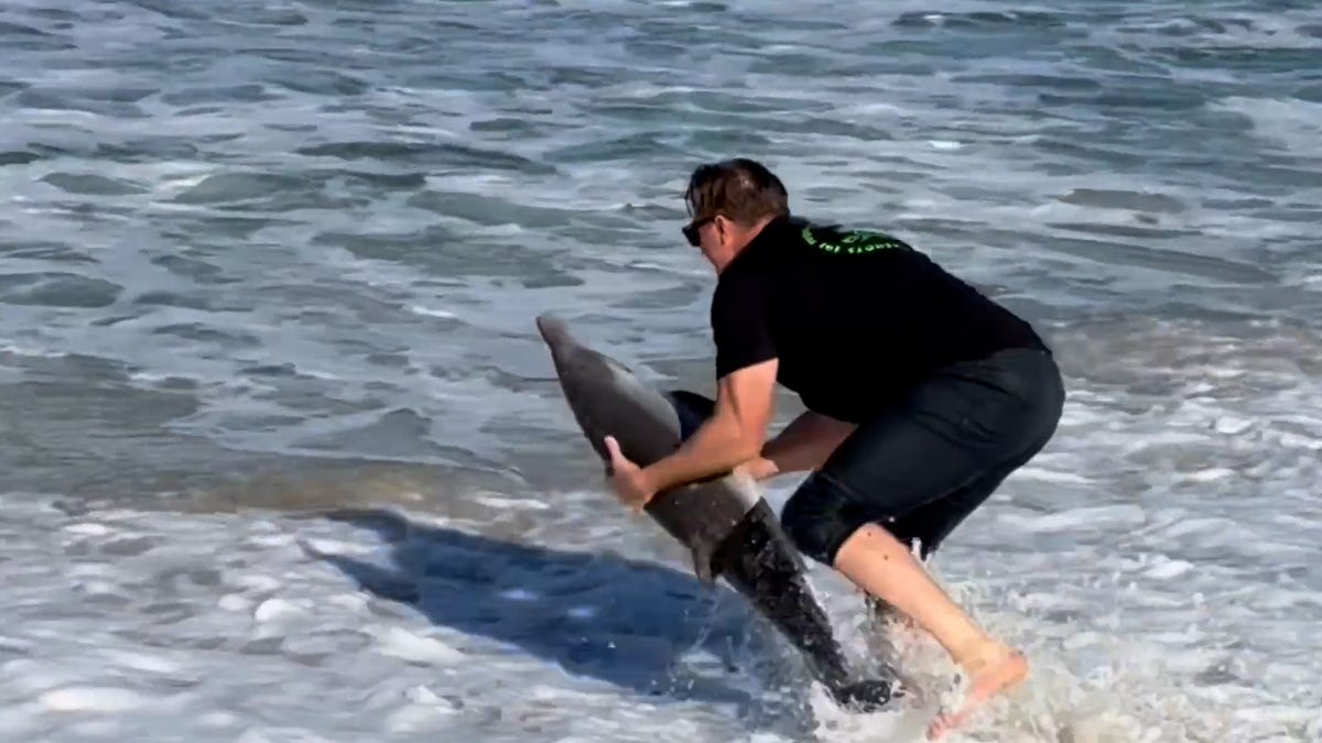 Watch this stranded dolphin saved by a Good Samaritan