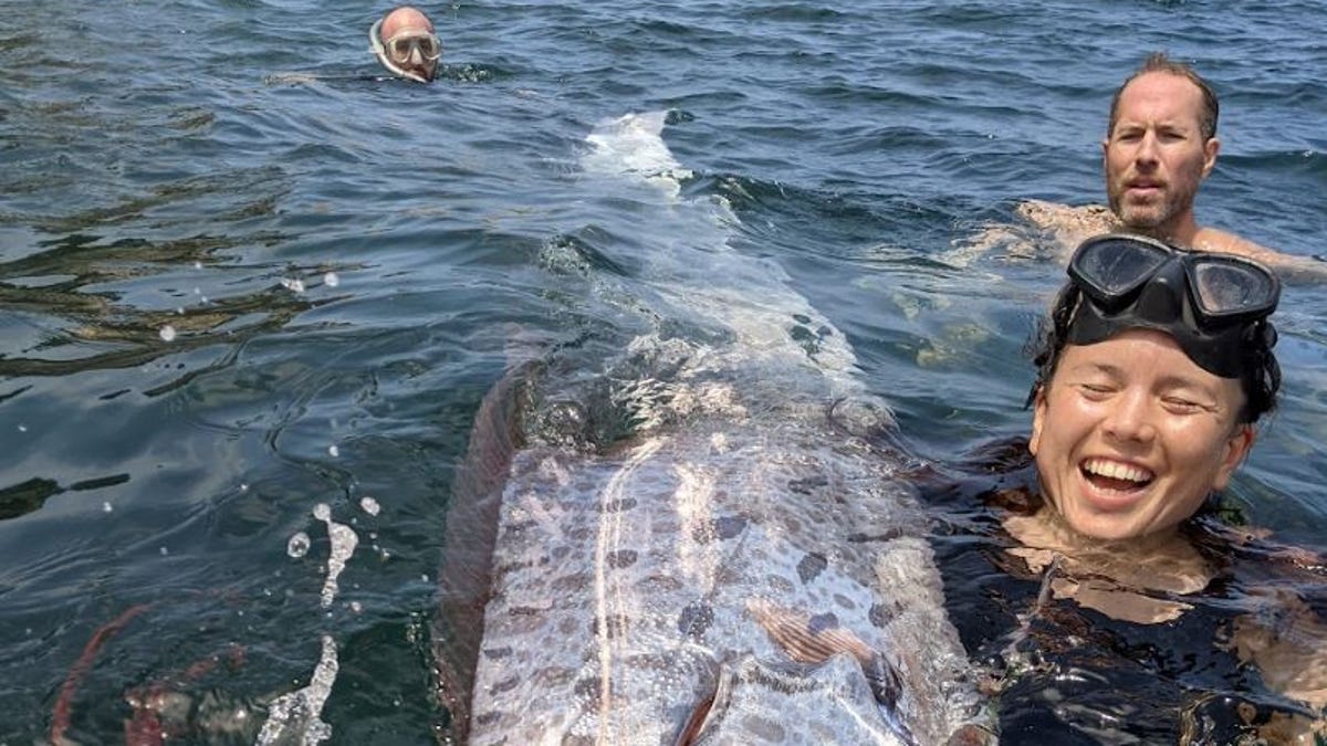 Photos show ‘incredibly rare’ dead sea serpent surfacing in Southern California waters