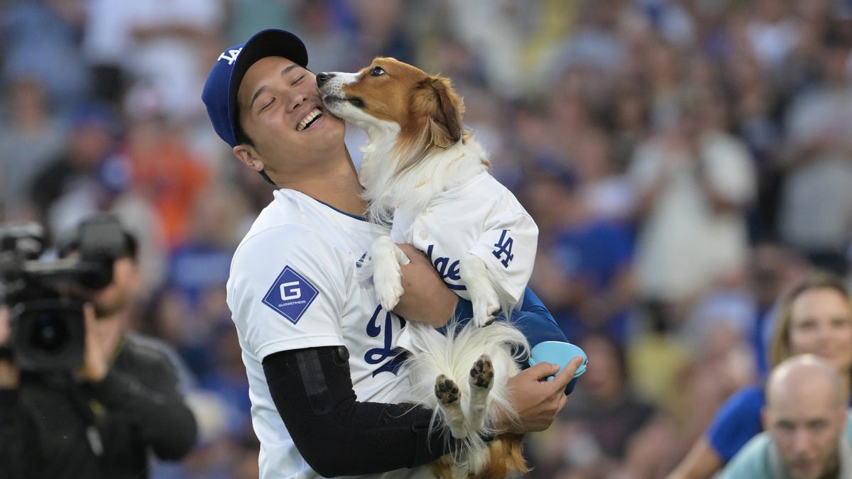 Shohei Ohtani and dog Decoy throw out first pitch on bobblehead night, slugger hits HR