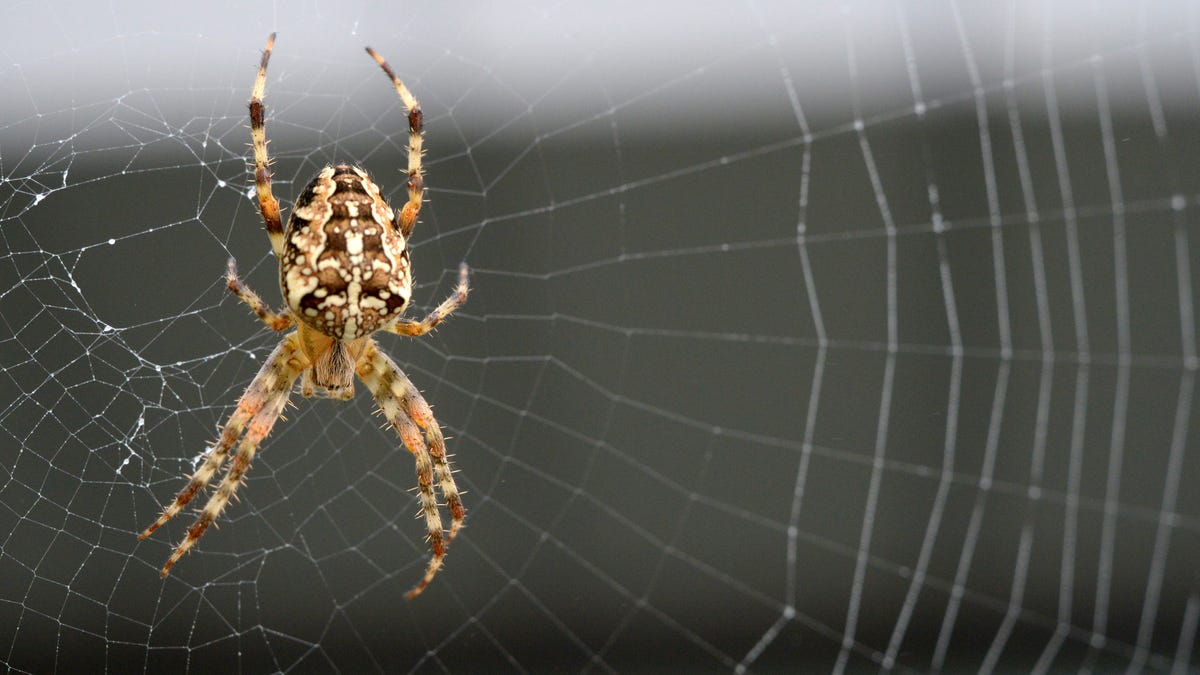 How smart are spiders? They zombify their firefly prey: ‘Bloody amazing’