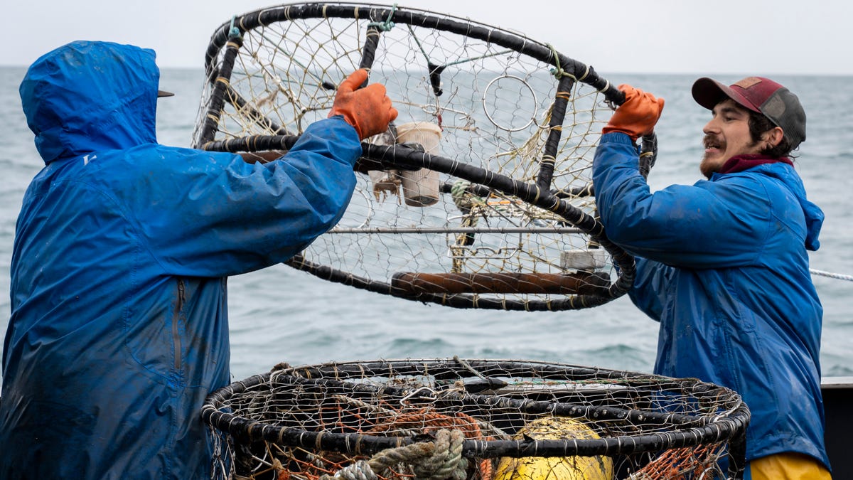 Billions of crabs suddenly vanished, likely due to climate change, study says