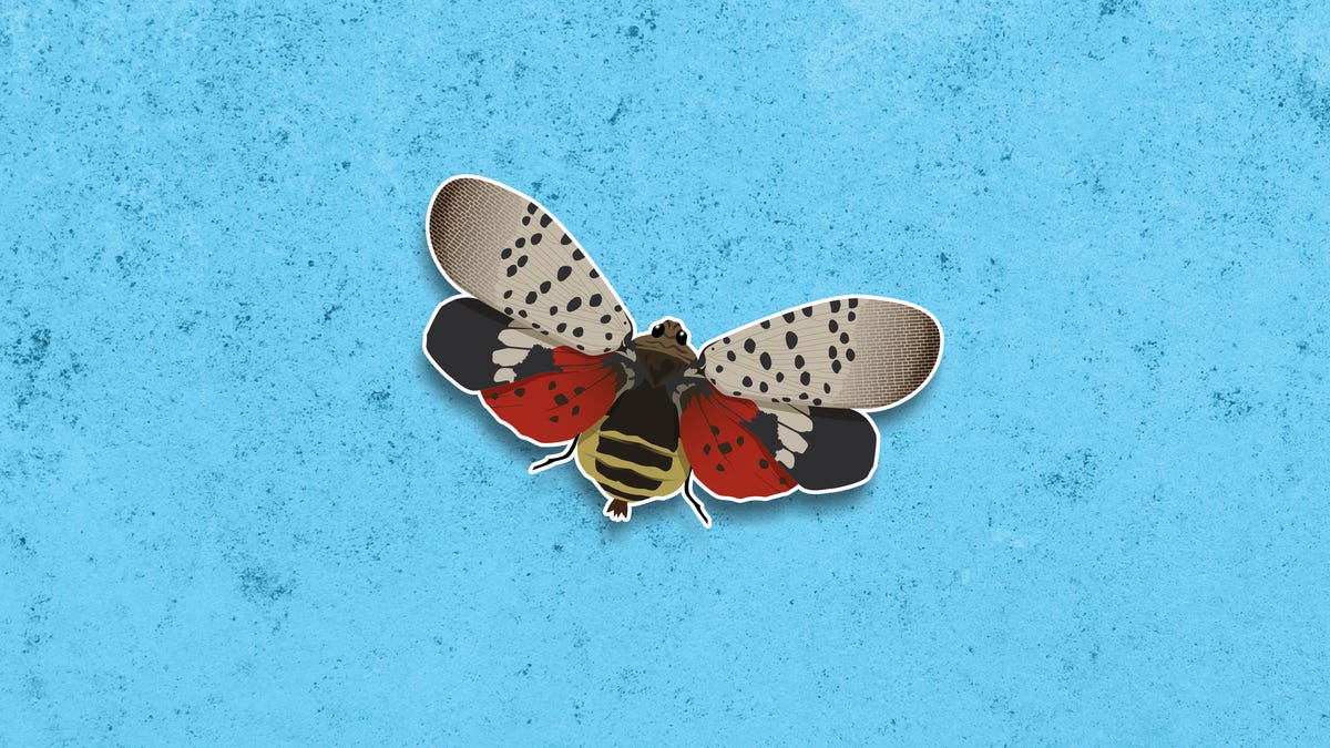 Why are spotted lanternflies a problem? What to know about the invasive red bugs