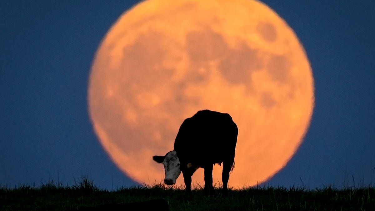 A Harvest Moon reaches peak illumination tonight: When to look up