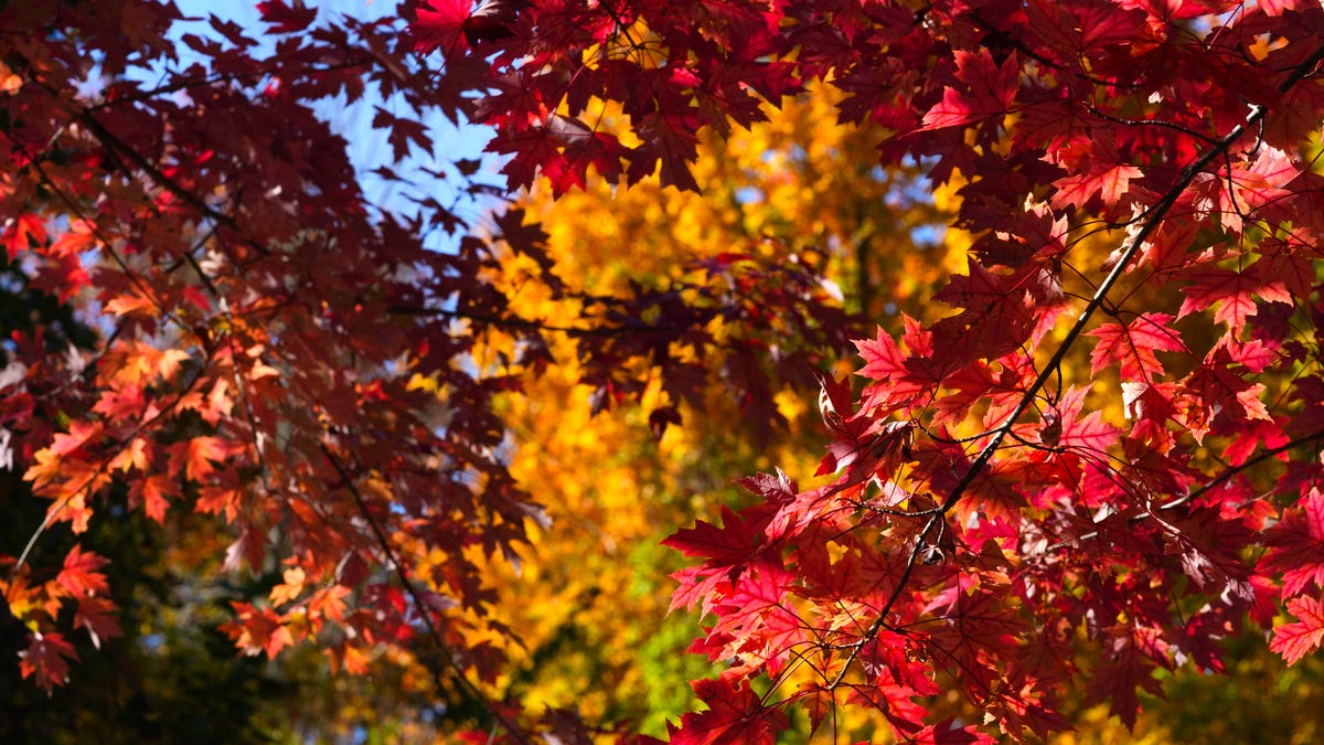 Where is the best fall foliage? Maps and forecast for fall colors.