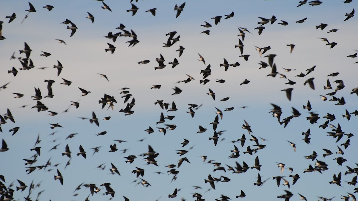 Climate change leaves some migrating birds ‘out of sync’ and hungry