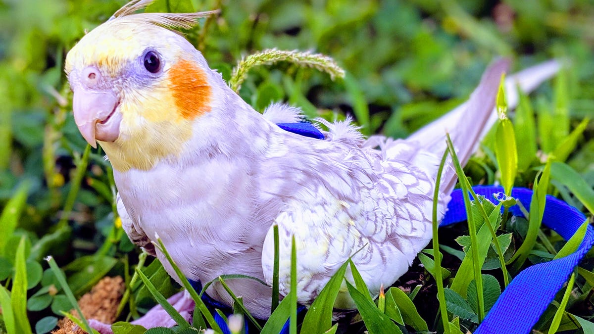 Runaway cockatiel missing for days found in unlikely haven: A humane society CEO’s backyard