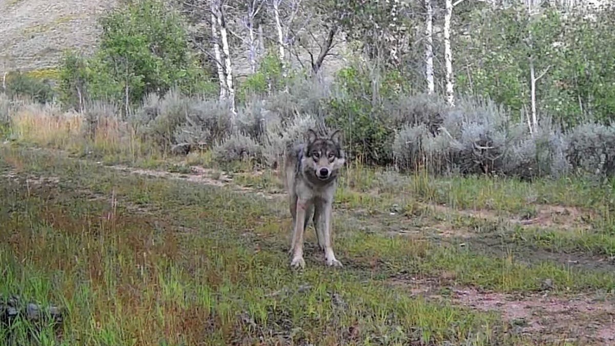 Colorado wildlife officials capture wolf pack suspected of livestock depredation