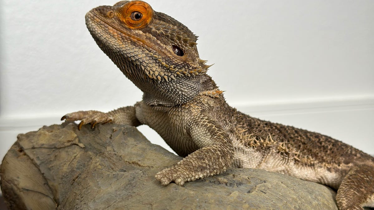 Meet the ‘golden retriever’ of pet reptiles, the bearded dragon