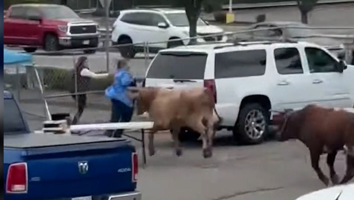 Watch as 8 bulls escape from pen at Massachusetts 
rodeo event; 1 bull still loose