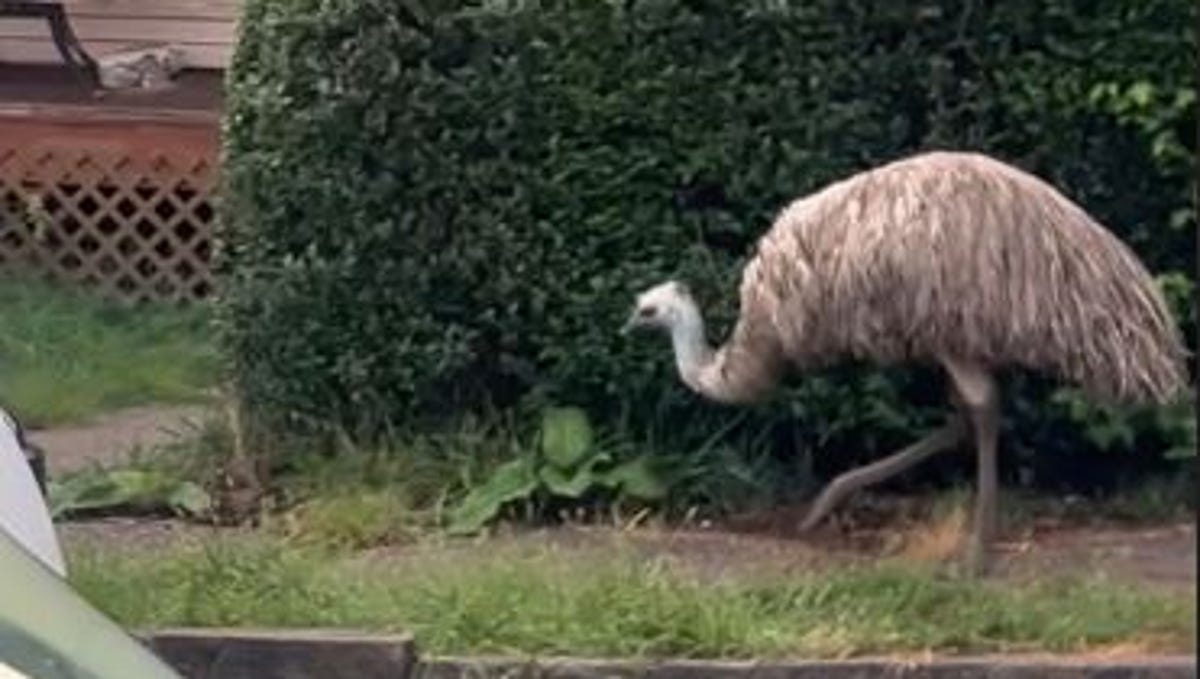 ‘National Geographic at my front door’: Watch runaway emu stroll through neighborhood