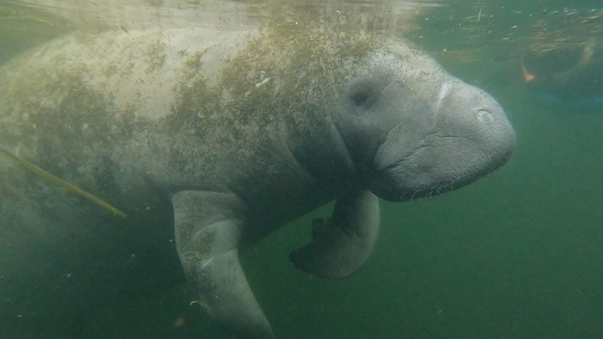 Hurricane Helene threatens to strand manatees, fling birds and kill fish