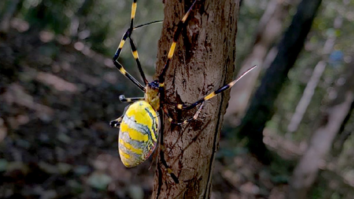 Are flying, venomous Joro spiders moving north? New England resident captures one on camera