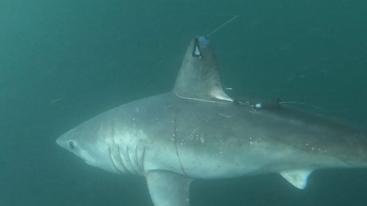 Researchers shocked after 8-foot shark is eaten by a predator. But who’s the culprit?