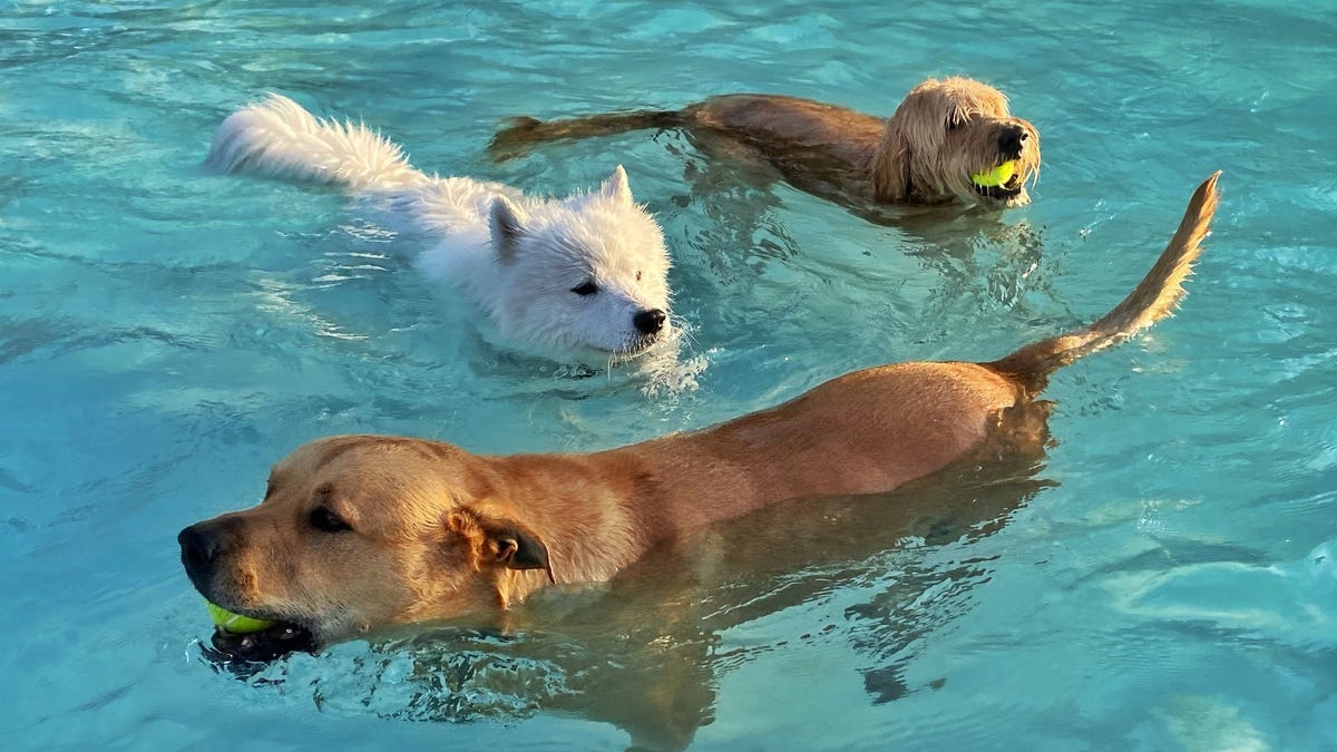 As summer winds down, dogs around the country make a splash: See pictures of doggy dip days