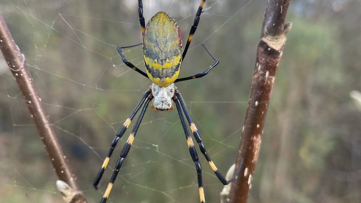 Giant, flying Joro spiders make creepy arrival in Pennsylvania just in time for Halloween