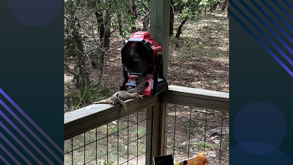 Watch these squirrels escape the heat in a woman’s amazing homemade spa