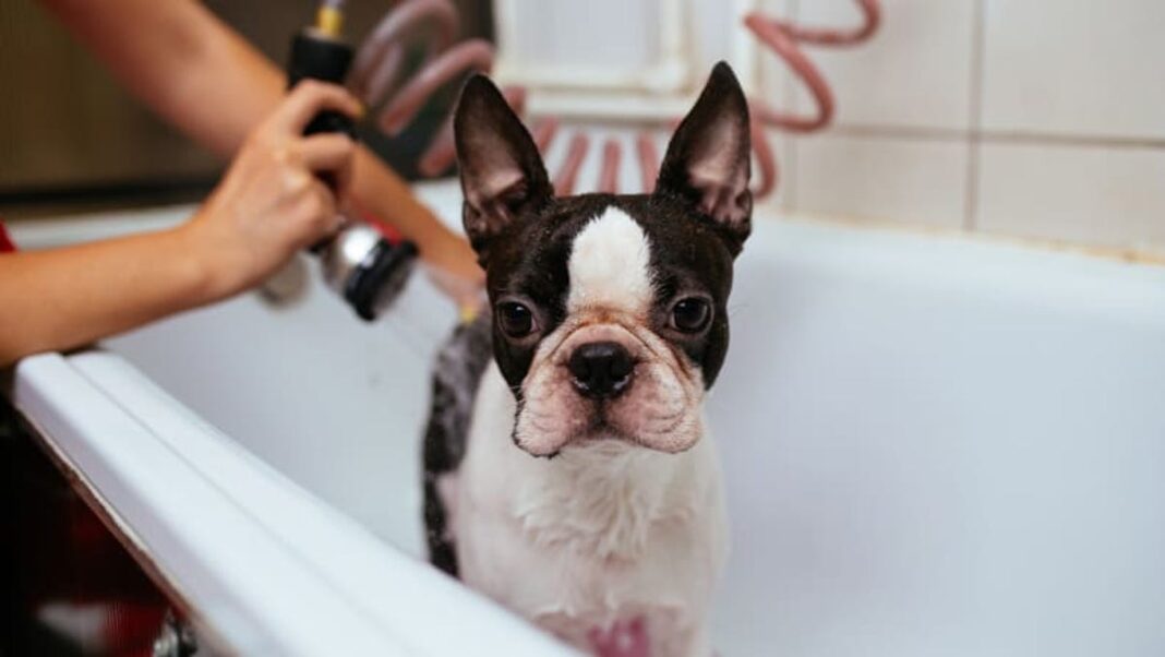 How often should you wash your dog? Bathe that smelly pup with these tips.