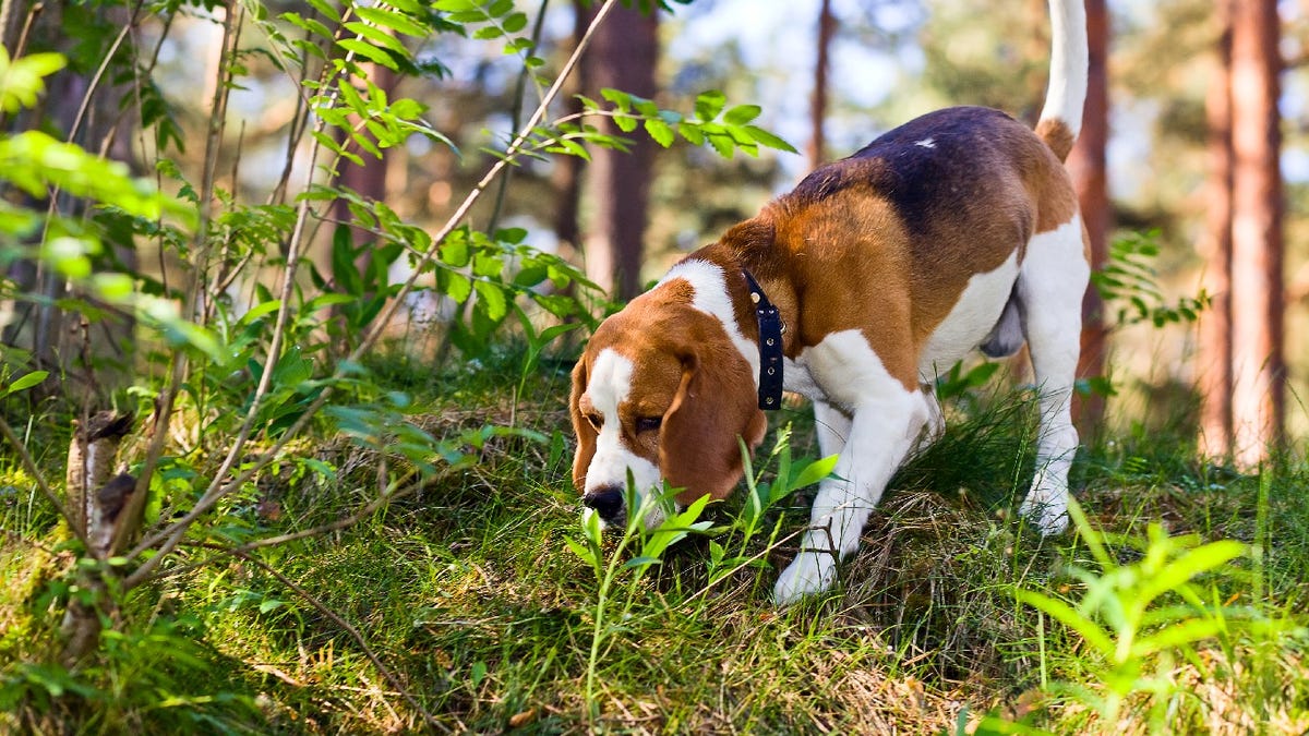 Why is my dog eating grass? 5 possible reasons, plus what owners should do