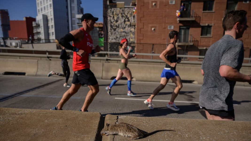 Colonies of big-city rat experts work to outsmart rodent community