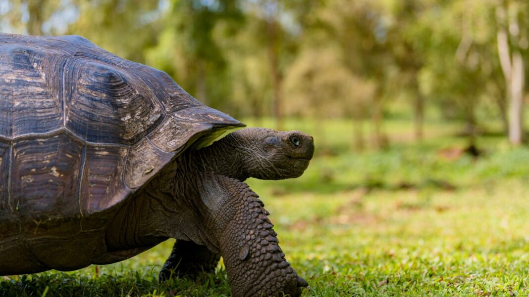 Close up and personal with nature: What to expect from visiting the Galapagos