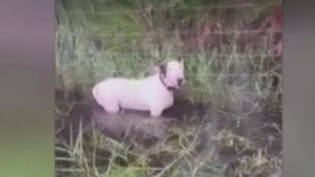 ‘Do not do this’: Dog tied to fence as Hurricane Milton advances highlights pet danger