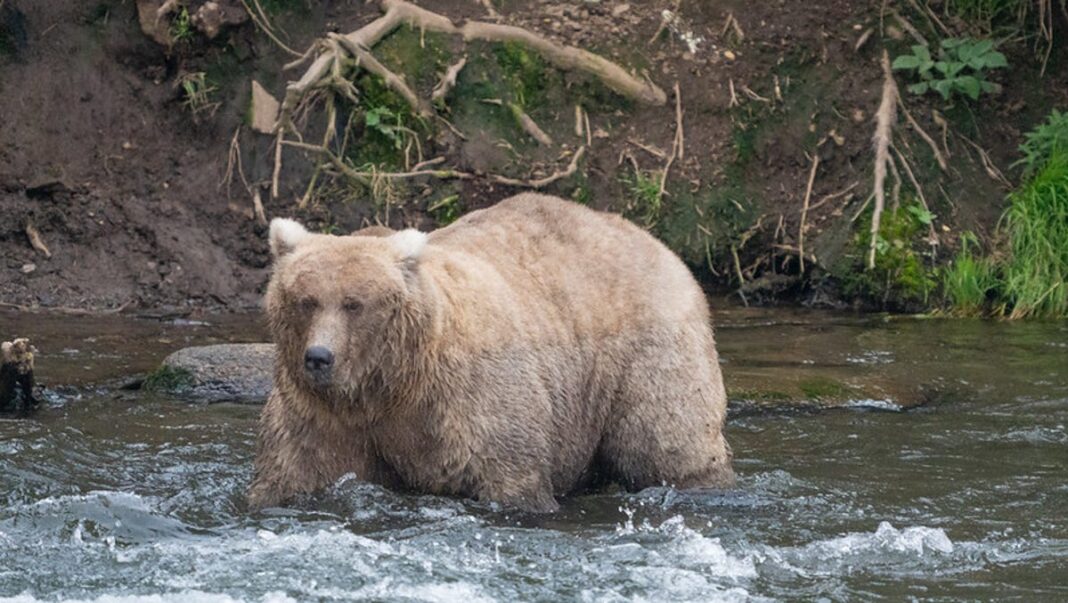 Mama bear Grazer once again defeats Chunk, who killed her cub, in 2024 Fat Bear Week