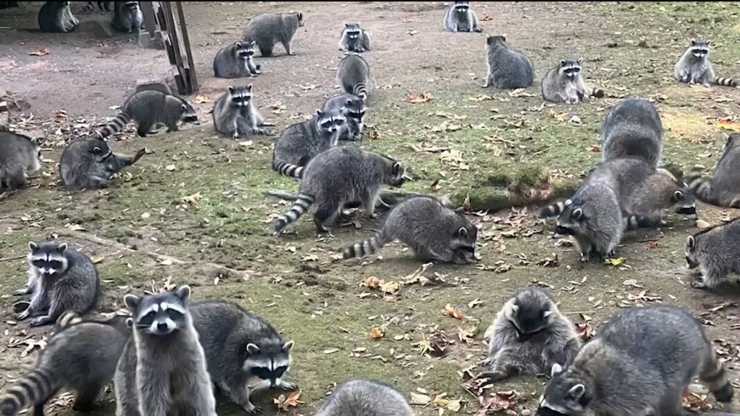 Video shows nearly 100 raccoons swarm woman’s yard, prompting 911 call in Washington