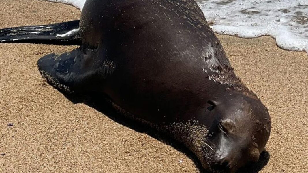 Who shot a sea lion on a California beach? NOAA offers $20K reward for information