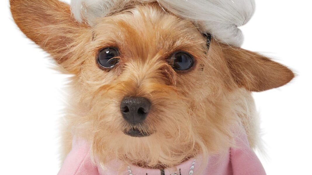 Pet Halloween costumes 2024: See 6 cute, funny and spooky get-ups, from Beetlejuice to a granny