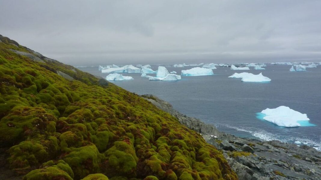 Antarctica, the world’s iciest continent, is ‘greening’ at a dramatic rate