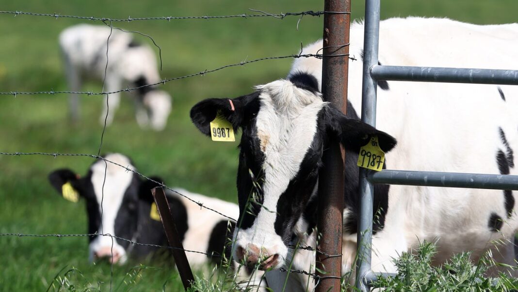 Five more bird flu cases suspected among California dairy workers amid outbreak