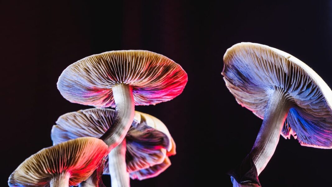 The movement to legalize psychedelics comes with high hopes, and even higher costs