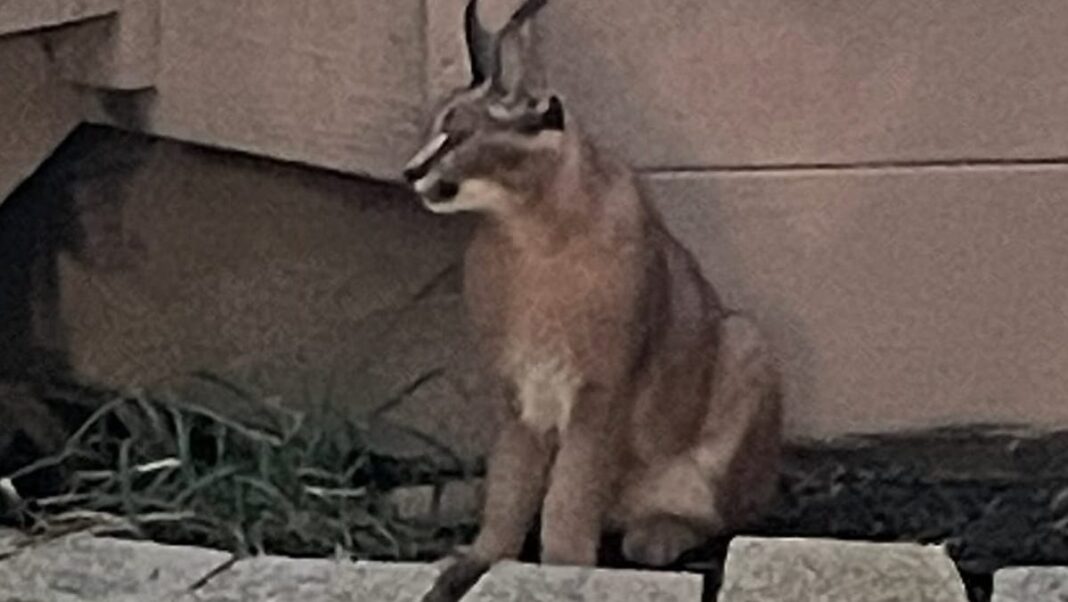 Wild caracal cat native to Africa and Asia found roaming Chicago suburb