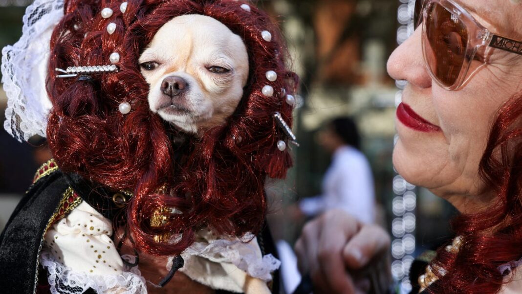 NYC Halloween dog parade draws thousands to celebrate pups in nation’s largest city