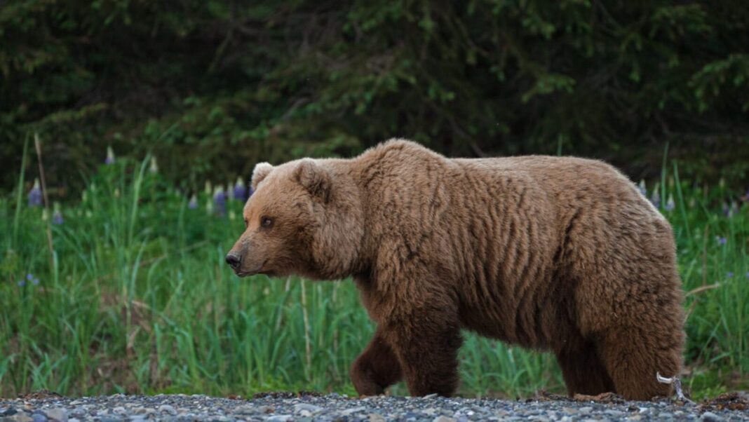 The ultimate Alaska bear safari: Witness nature’s giants in Lake Clark and Katmai