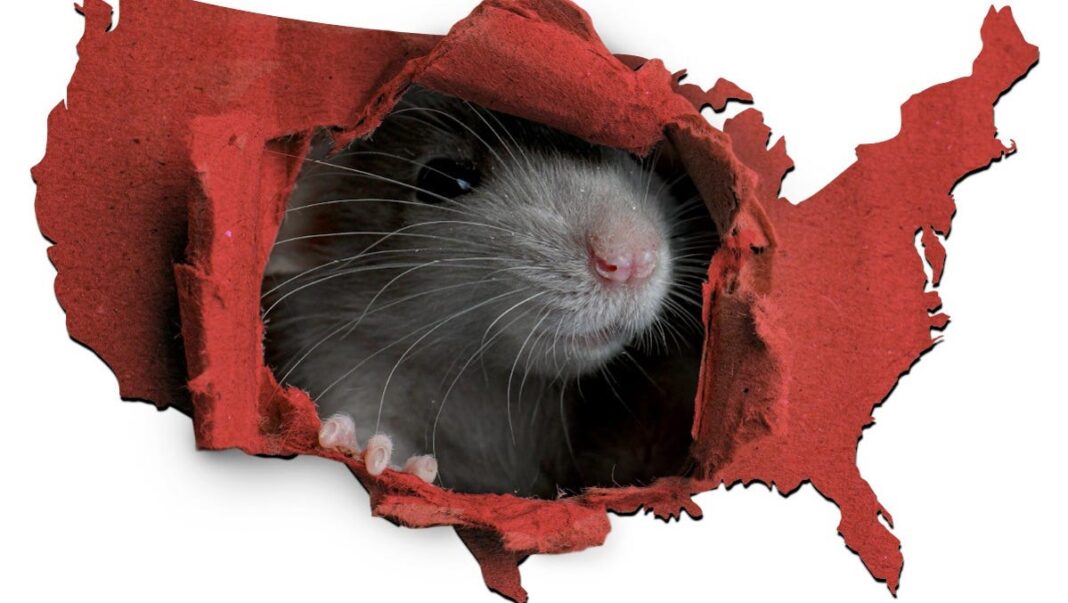 ‘Playground for rats’: Chicago crowned ‘rattiest city’ in America for 10th consecutive year