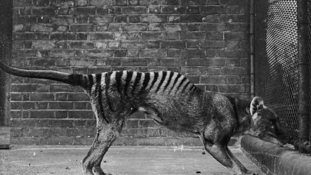 Tasmanian tiger moves closer to de-extinction as scientists assemble near-complete genome