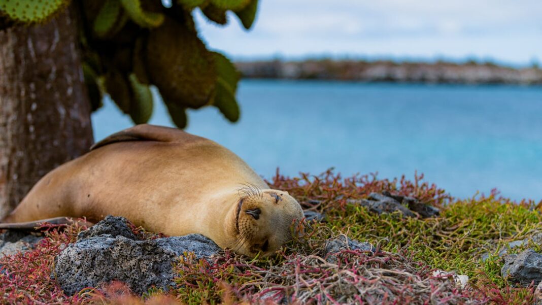 Do it with your phone: 3 essential photography tips for capturing stunning nature shots