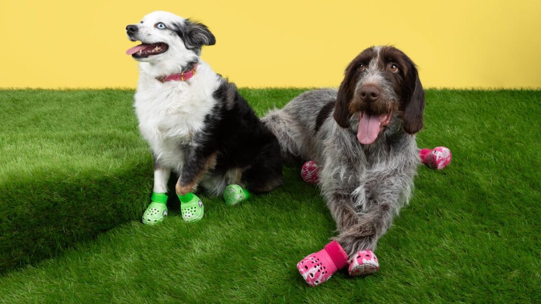 Crocs for dogs: Pet boots in pink and green sell out same day they’re released