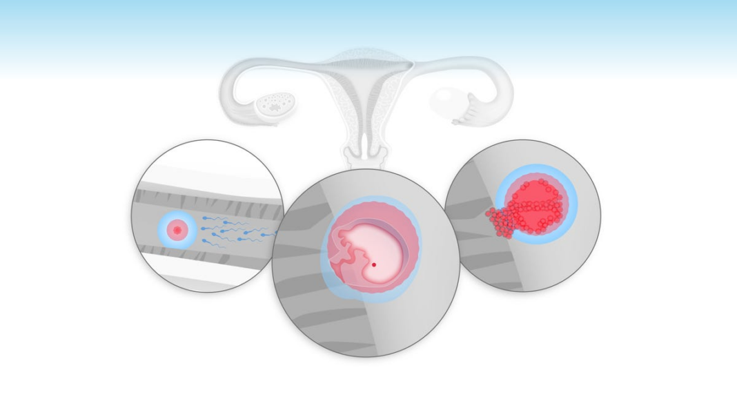 How the most popular birth control methods work and can they cause abortion?