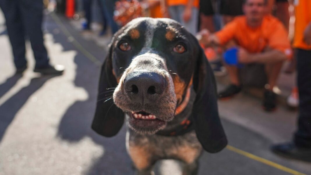 Why do dogs chase their tails? Your pet’s behavior, explained