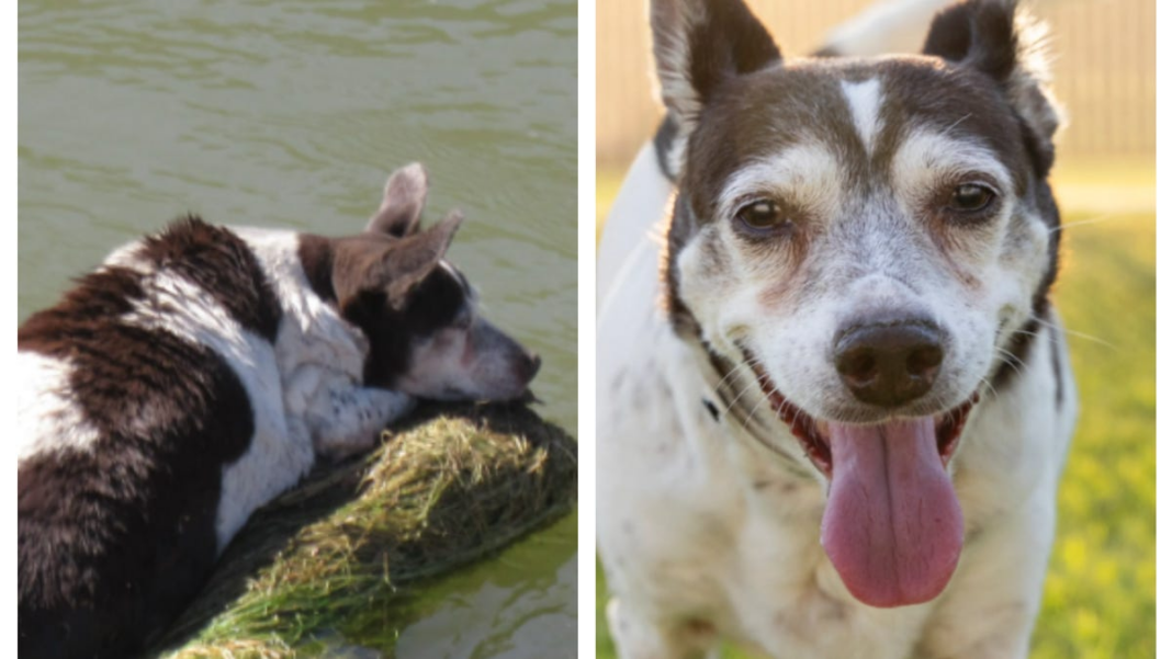 Senior dog found on floating shopping cart gets a forever home: See the canal rescue