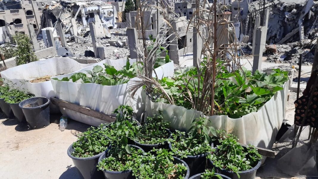 Opinion: As Israel bombs everywhere around me in Gaza, my rooftop garden keeps us alive