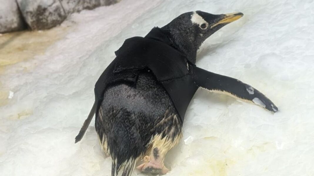 ‘Spicy old lady:’ Bridget the penguin finds warmth in her old age with custom wetsuit