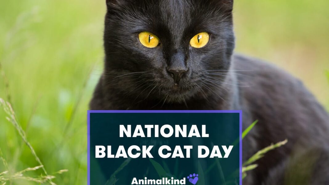 Watch black cats get an image makeover on National Black Cat Day